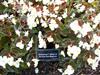 Photo of Genus=Begonia&Species=hybrida&Common=&Cultivar=BabyWing White Bronze Leaf