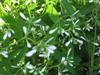 Photo of Genus=Euphorbia&Species=hybrid&Common=Diamond Frost Euphorbia&Cultivar='Diamond Frost'
