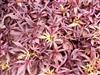 Photo of Genus=Ipomoea&Species=&Common=Illusion Garnet Lace Sweet Potato Vine&Cultivar='Illusion Garnet Lace'