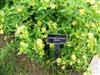 Photo of Genus=Lantana&Species=&Common=Luscious Lemonade Lantana&Cultivar=Luscious Lemonade