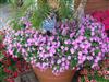 Photo of Genus=Petunia&Species=&Common=Petunia Supertunia Pink Charm&Cultivar=Supertunia Pink Charm