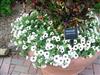 Photo of Genus=Petunia&Species=&Common=&Cultivar=Supertunia White Russian