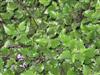 Photo of Genus=Plectranthus&Species=&Common=Swedish Ivy, Spurflower&Cultivar=Mona Lavender