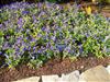 Photo of Genus=Torenia&Species=&Common=Catalina Midnight Blue Wishbone Flower&Cultivar=Catalina Midnight Blue