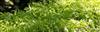 Photo of Genus=Ipomoea&Species=&Common=&Cultivar=Illusion Emerald Lace