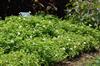 Photo of Genus=Torenia&Species=&Common=Catalina White Linen Wishbone Flower&Cultivar=Catalina White Linen