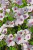 Photo of Genus=Petunia&Species=&Common=&Cultivar=Supertunia Vista Silverberry
