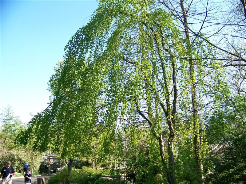 Picture of Cercidiphyllum%20japonicum%20'Morioka%20Weeping'%20Weeping%20Katsura%20Tree