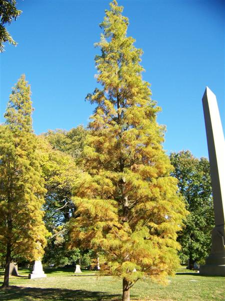 Picture of Taxodium ascendens  Pond Cypress