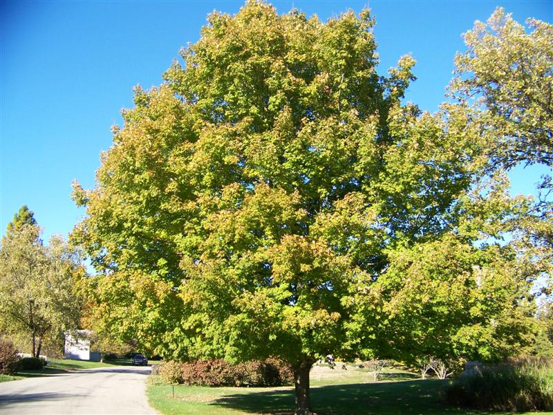 Picture of Acer%20saccharum%20'Sweet%20Shadow'%20Sweet%20Shadow%20Sugar%20Maple