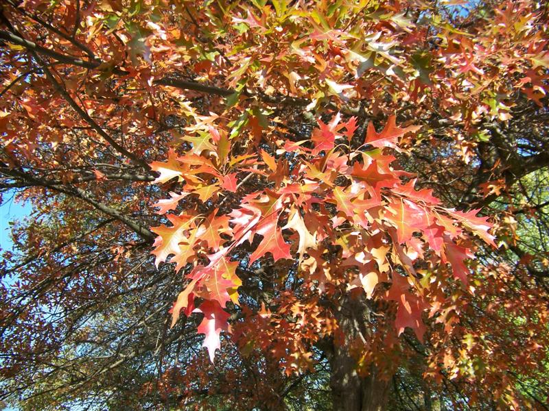 Picture of Quercus palustris  Pin Oak