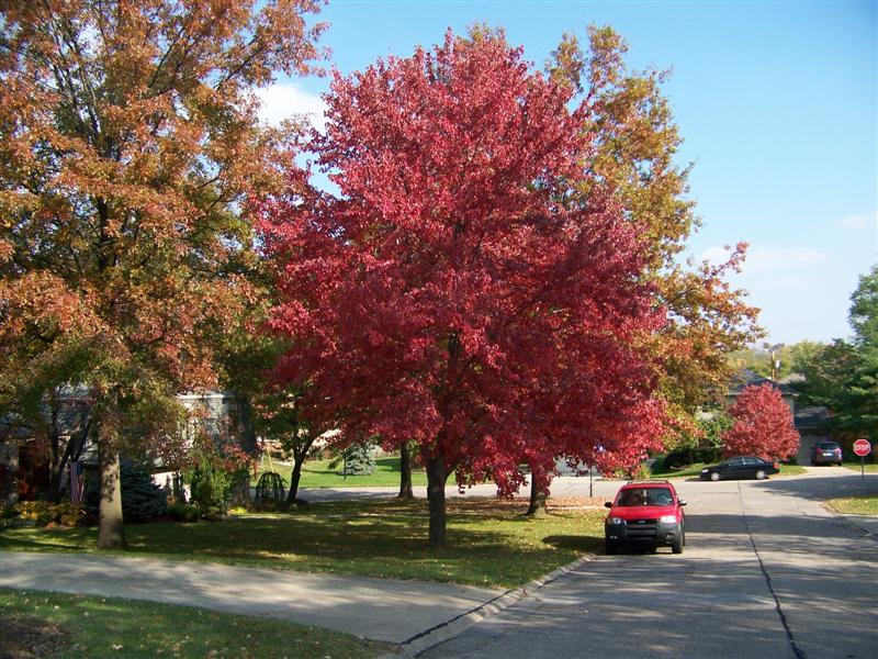 Picture of Acer rubrum Red Maple