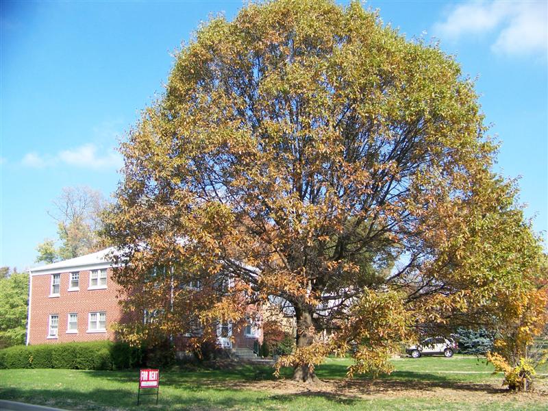 Picture of Quercus imbricaria  Shingle Oak