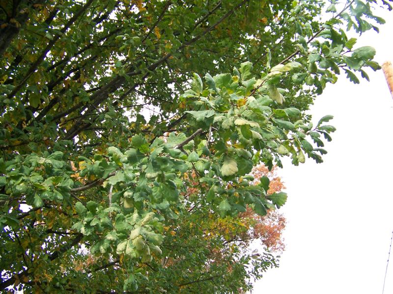 Picture of Quercus robur  English Oak