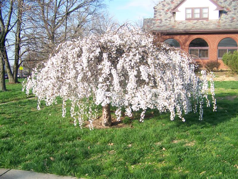 Picture of Prunus x 'Snofozam' Snow Fountains Snow Fountains Weeping Cherry