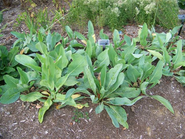 Picture of Rudbeckia%20maxima%20%20Great%20Coneflower