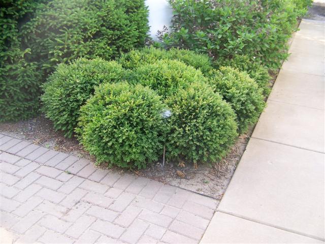 Picture of Buxus%20%20'Northern%20Charm'%E2%84%A2%20Northern%20Charm%20Boxwood