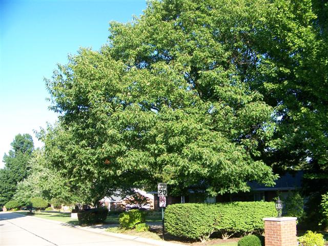 Picture of Quercus rubra  Red Oak