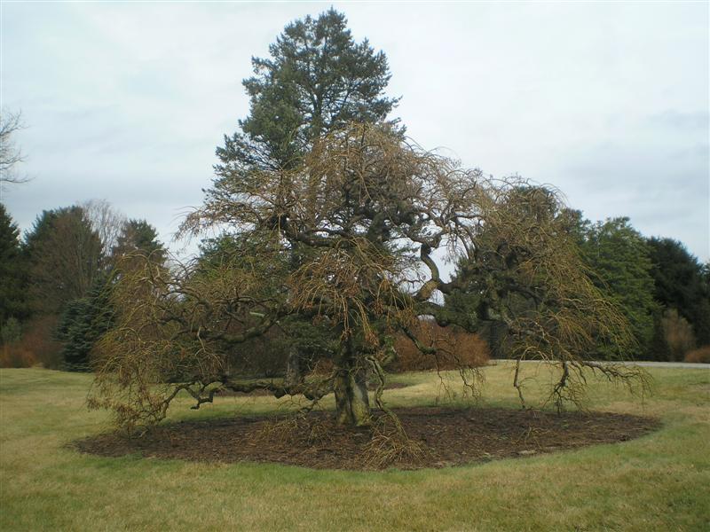 Picture of Sophora%20japonica%20'Pendula'%20Weeping%20Japanese%20Pagoda%20Tree