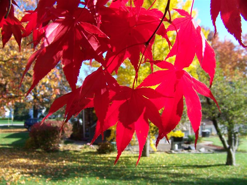 Picture of Acer%20palmatum%20'Burgundy%20Lace'%20Burgundy%20Lace%20Japanese%20Maple