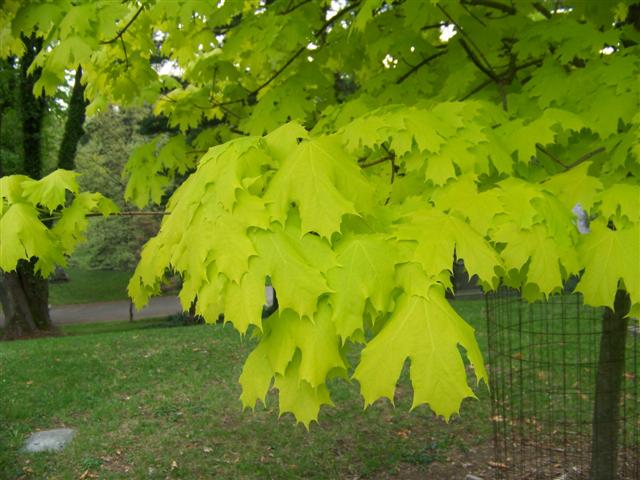 Picture of Acer%20platanoides%20'Princeton%20Gold'%20Princeton%20Gold%20Norway%20Maple