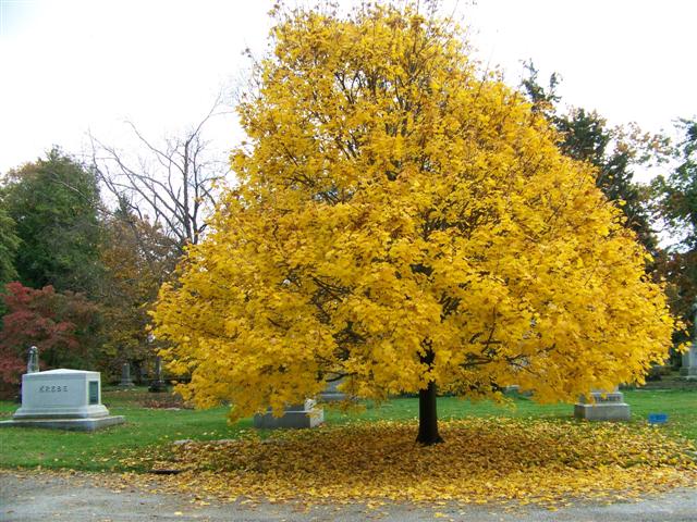 Picture of Acer%20platanoides%20%20Norway%20Maple