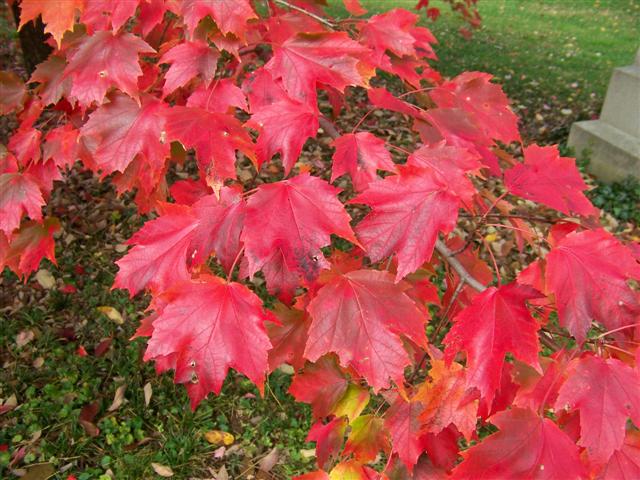 Picture of Acer%20rubrum%20'Autumn%20Radiance'%20Autumn%20Radiance%20Red%20Maple
