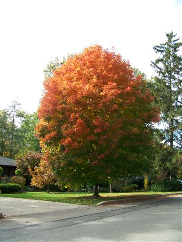 Picture of Acer%20saccharum%20'Legacy'%20Legacy%20Sugar%20Maple