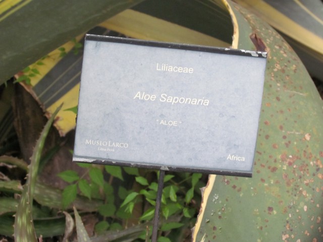 Aloe maculata saponaria AloeSaponariaSign.JPG