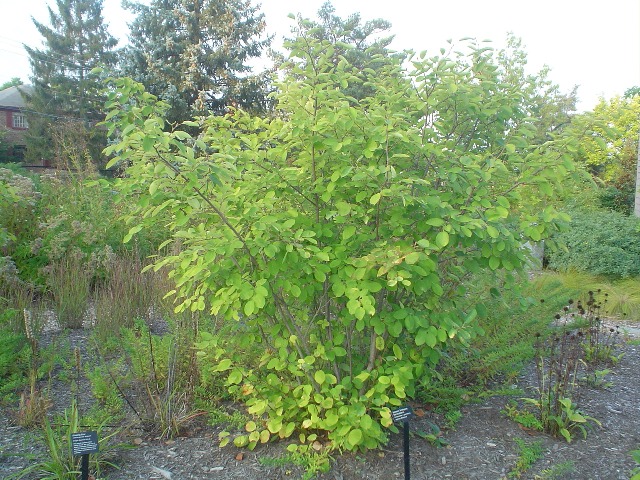 Picture of Amelanchier%20x%20grandiflora%20'Autumn%20Brilliance'%20Autumn%20Brilliance%20Serviceberry