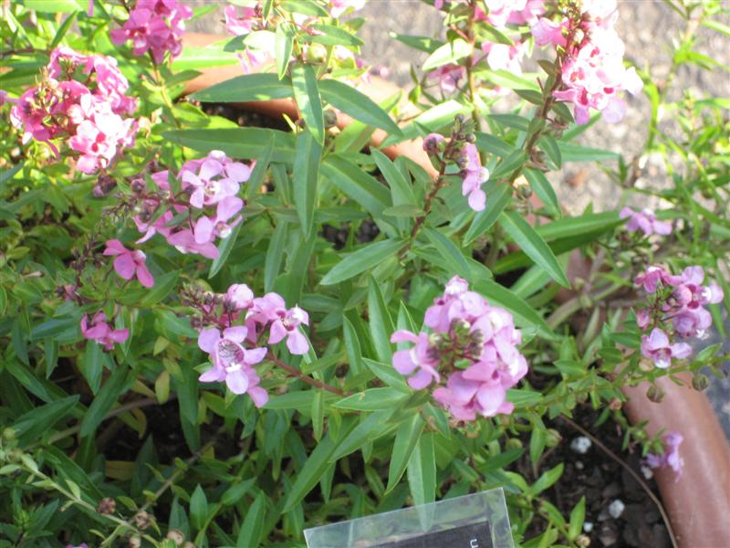 Angelonia angustifolia Angelonia_angustifolia_leaves_and_flowers.JPG