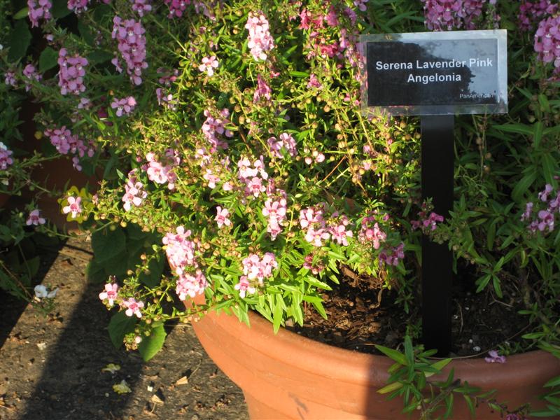 Angelonia angustifolia Angelonia_angustifolia_plant.JPG