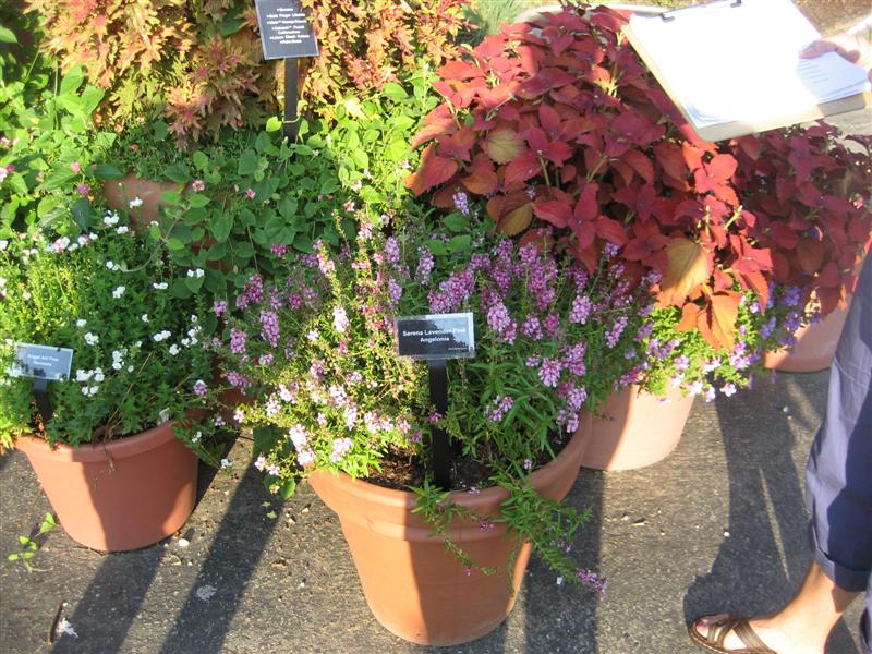 Angelonia angustifolia Angelonia_angustifolia_potted.JPG