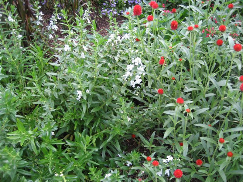 Angelonia angustifolia Angelonia_white.JPG