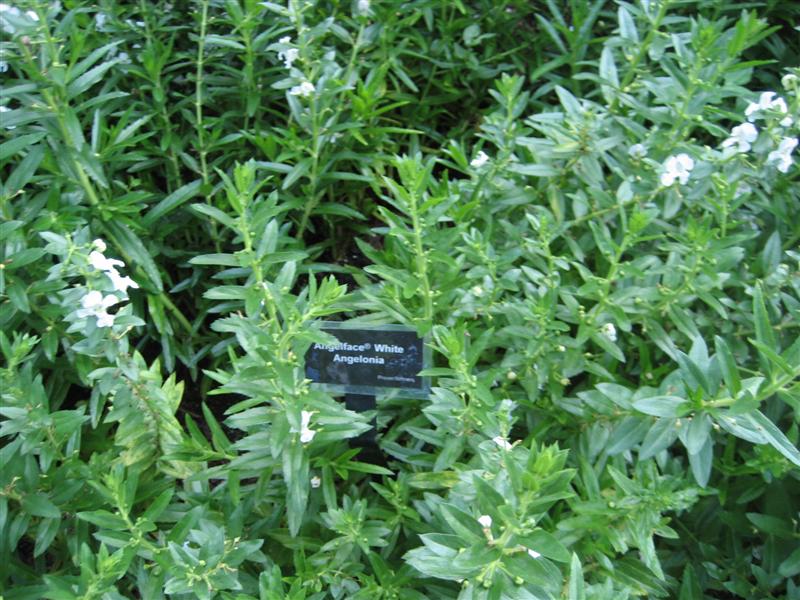 Angelonia angustifolia Angelonia_white_label.JPG