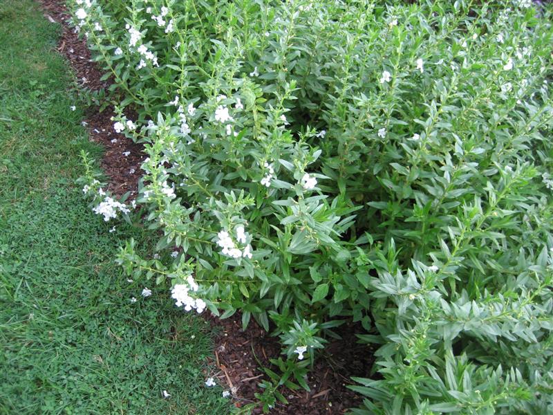 Angelonia angustifolia Angelonia_white_side.JPG