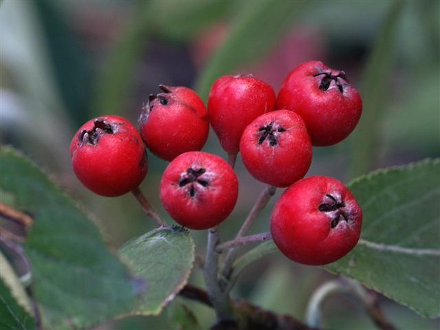 Picture of Aronia arbutifolia  Red Chokeberry