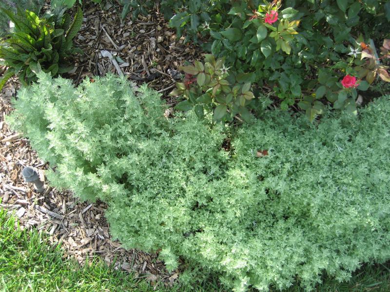 Artemisia schmidtiana Artemisia_schmidtiana.JPG