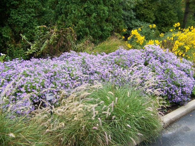 Picture of Aster%20oblongifolius%20'Raydon's%20Favorite'%20Raydon's%20Favorite%20Aster