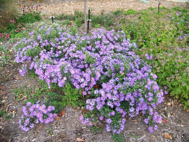 Picture of Aster%20oblongifolius%20'Raydon's%20Favorite'%20Raydon's%20Favorite%20Aster