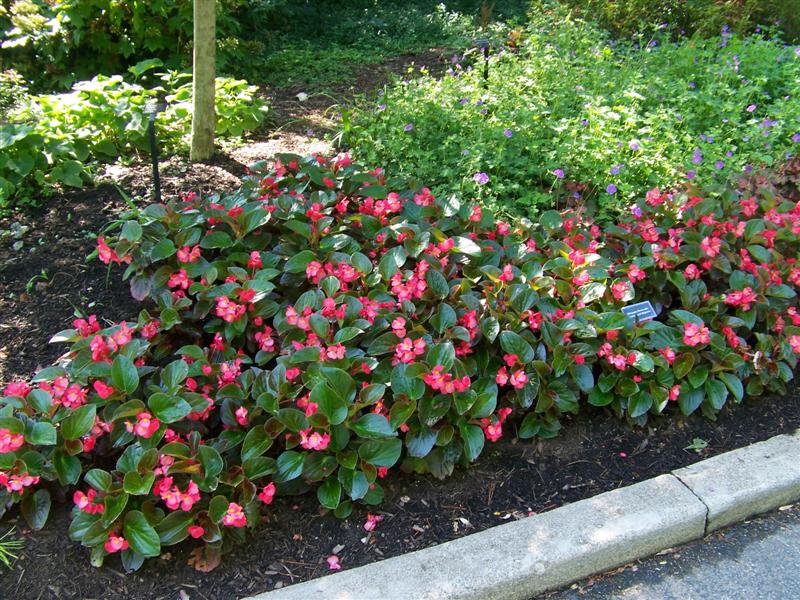 Begonia Whopper Whopper Begonia on