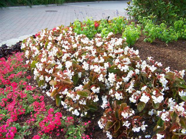 Picture of Begonia%20hybrida%20BabyWing%E2%84%A2%20White%20Bronze%20Leaf