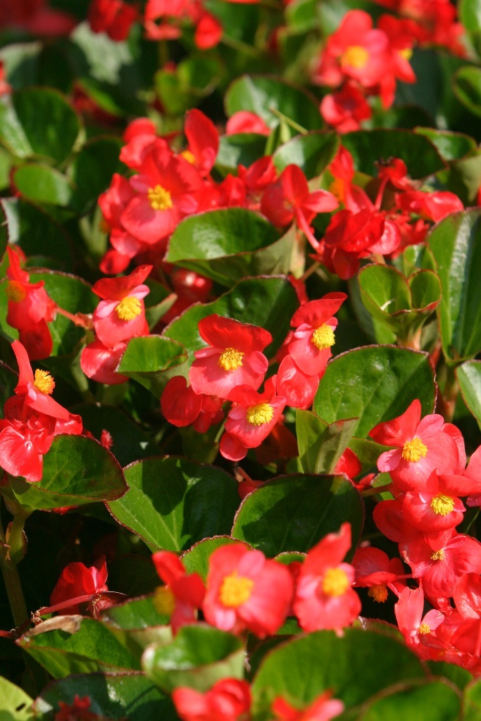 Picture of Begonia%20%20'Inferno%20Red'%20Inferno%20Red%20Begonia