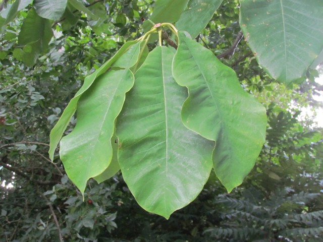 Magnolia obovata BhxMagnoliaObovataLeaf.JPG