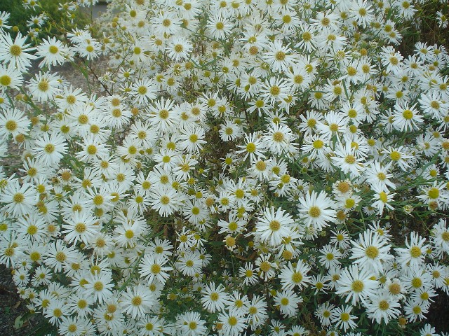 Picture of Boltonia%20asteroides%20'Snowbank'%20Snowbank%20Boltonia
