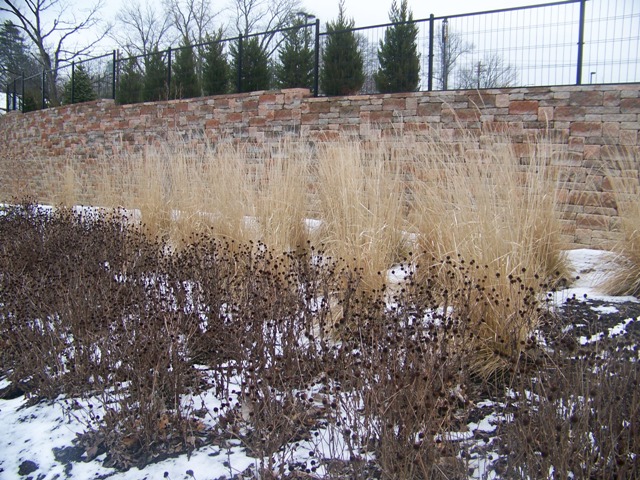 Picture of Calamagrostis%20x%20acutiflora%20'Karl%20Foerster'%20Karl%20Foerster%20Feather%20Reed%20Grass