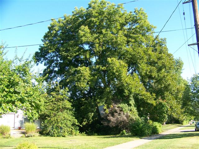 Picture of Carya%20illinoinensis%20%20Northern%20Pecan