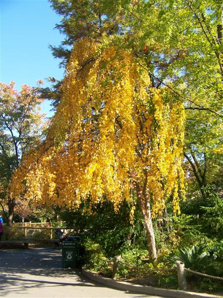 Picture of Cercidiphyllum%20japonicum%20'Morioka%20Weeping'%20Weeping%20Katsura%20Tree