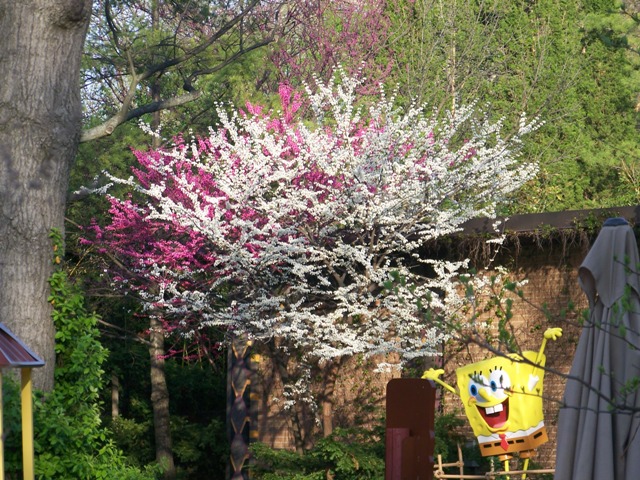 Picture of Cercis%20canadensis%20f.%20alba%20'Royal%20White'%20Royal%20White%20Redbud