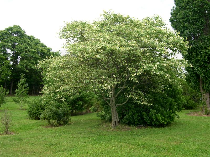 Picture of Cercis%20canadensis%20'Silver%20Cloud'%20Silver%20Cloud%20Redbud